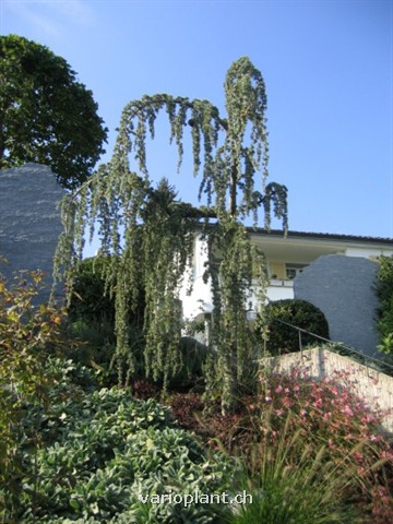 Hängezeder als Leitbaum